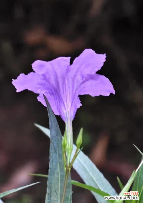 花刺与甘蔗组合的花语有何深意?