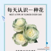 绿玫瑰背后的故事及其花语是什么？