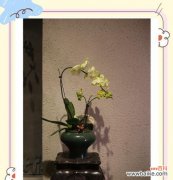 蝴蝶蓝的花语是什么？它有什么特别的寓意吗？