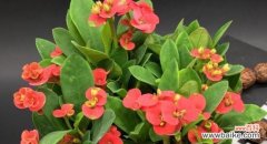 探索虎刺梅花的象征内涵与文化意义 虎刺梅花的寓意与象征