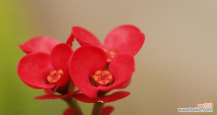 探索虎刺梅花的象征内涵与文化意义 虎刺梅花的寓意与象征