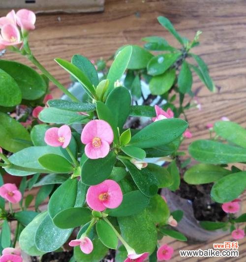 探索虎刺梅花的象征内涵与文化意义 虎刺梅花的寓意与象征