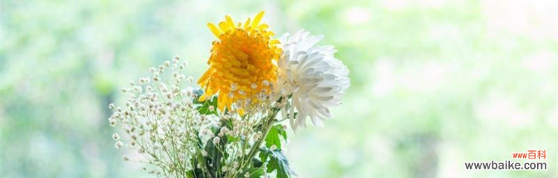 探寻黄菊花的花语之谜 黄菊花的花语