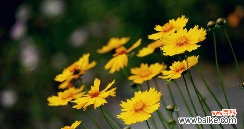 探寻黄菊花的花语之谜 黄菊花的花语