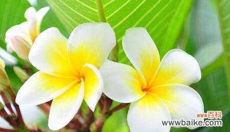 探寻鸡蛋花的秘密与象征 鸡蛋花的花语与寓意