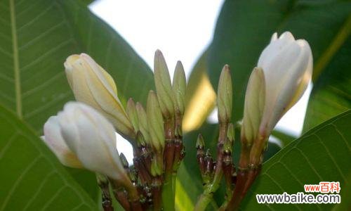 探寻鸡蛋花的秘密与象征 鸡蛋花的花语与寓意