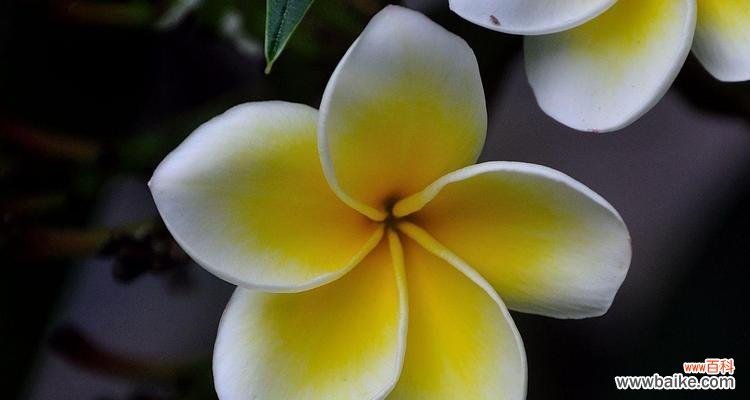 探寻鸡蛋花的秘密与象征 鸡蛋花的花语与寓意