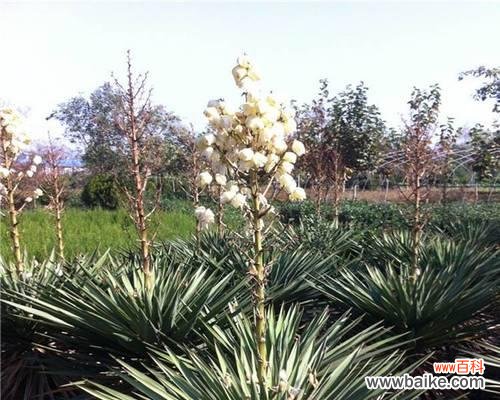 传承千年的文化遗产与现代人的心灵沟通 剑麻花语——探寻古老的交流方式