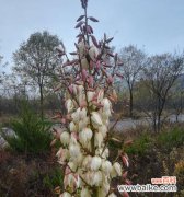 传承千年的文化遗产与现代人的心灵沟通 剑麻花语——探寻古老的交流方式