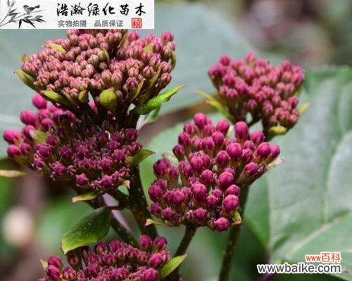 解析嫁接苗技术在农业、园艺和医药领域的广泛应用 嫁接苗的意义及应用领域探析