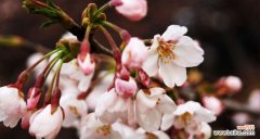 解析嫁接苗技术在农业、园艺和医药领域的广泛应用 嫁接苗的意义及应用领域探析