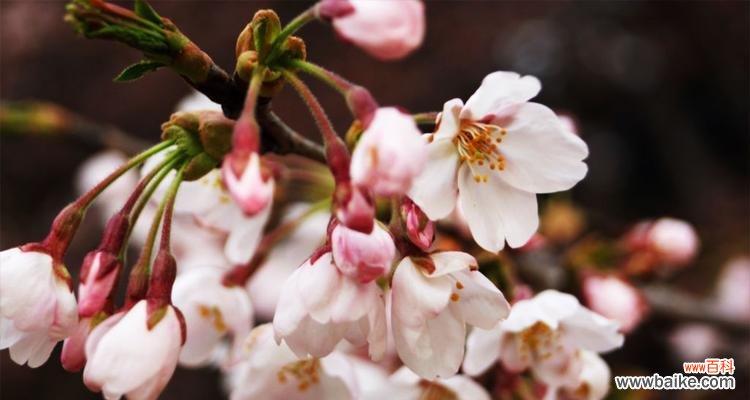 解析嫁接苗技术在农业、园艺和医药领域的广泛应用 嫁接苗的意义及应用领域探析