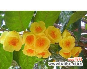 解析嫁接苗技术在农业、园艺和医药领域的广泛应用 嫁接苗的意义及应用领域探析