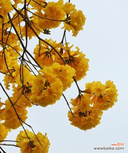 探究黄花风铃木的花语，了解其寓意与象征 黄花风铃木花语的深意