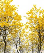 探究黄花风铃木的花语，了解其寓意与象征 黄花风铃木花语的深意