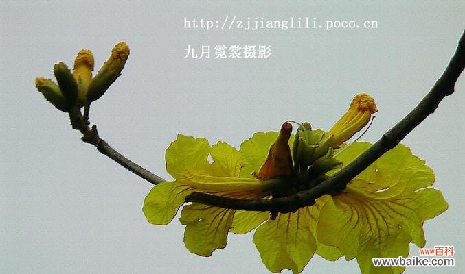 探究黄花风铃木的花语，了解其寓意与象征 黄花风铃木花语的深意