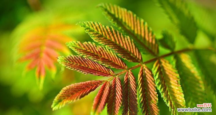 燃烧希望的火焰,照亮心灵的明灯 火炬树的花语与象征意义