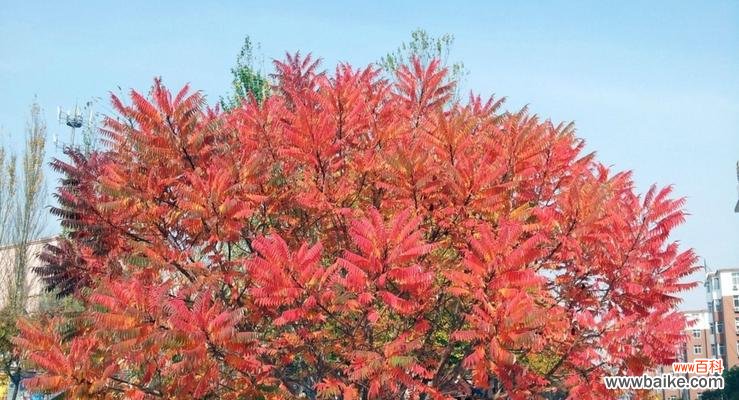 燃烧希望的火焰,照亮心灵的明灯 火炬树的花语与象征意义