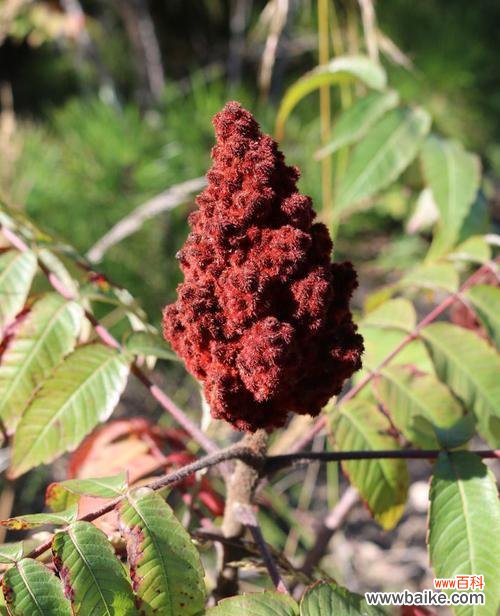 燃烧希望的火焰,照亮心灵的明灯 火炬树的花语与象征意义