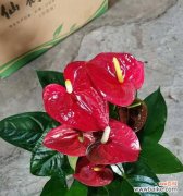 揭示火鹤花的花语之美 以火鹤花的花语为主题的文章