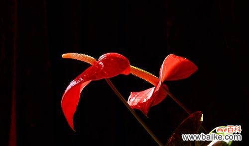 揭示火鹤花的花语之美 以火鹤花的花语为主题的文章