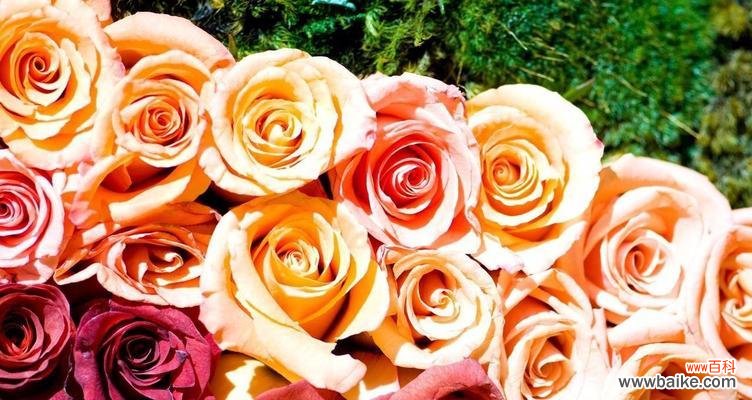 探寻黄色月季花的象征与内涵 黄色月季花语与寓意