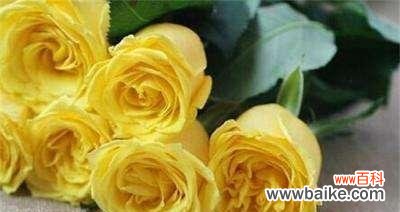 黄玫瑰——传递感激和欢乐的使者 黄玫瑰的花语及其意义