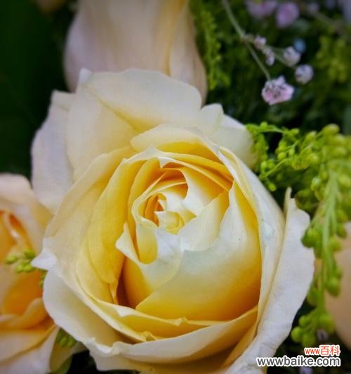 黄玫瑰——传递感激和欢乐的使者 黄玫瑰的花语及其意义