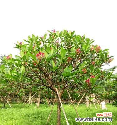 揭示农业行业内的植苗造假现象 以假植苗背后的农业欺诈