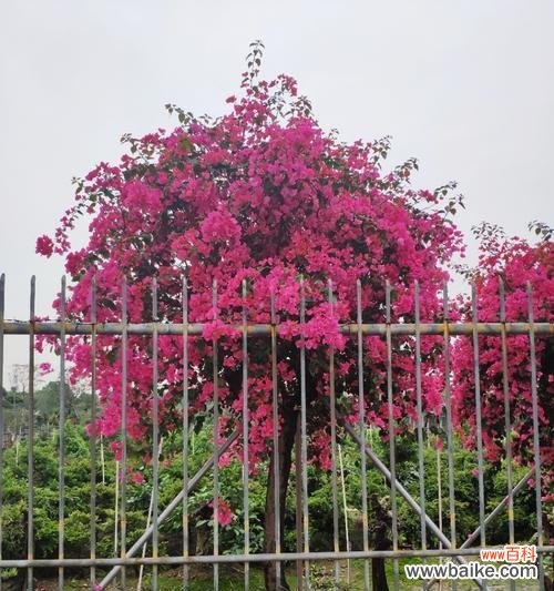 揭示农业行业内的植苗造假现象 以假植苗背后的农业欺诈