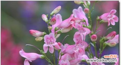 探究假龙头花所代表的含义与象征 以假龙头花的花语与寓意