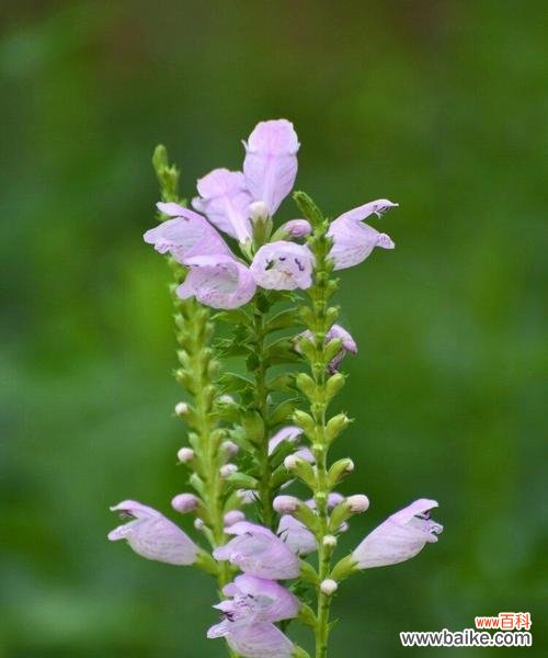 探究假龙头花所代表的含义与象征 以假龙头花的花语与寓意