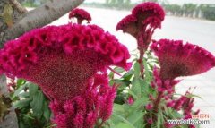 鸡冠花的意义和象征，以及其在不同文化中的传播 鸡冠花的花语——热情与勇气