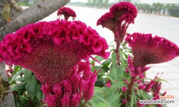 鸡冠花的意义和象征,以及其在不同文化中的传播 鸡冠花的花语——热情与勇气