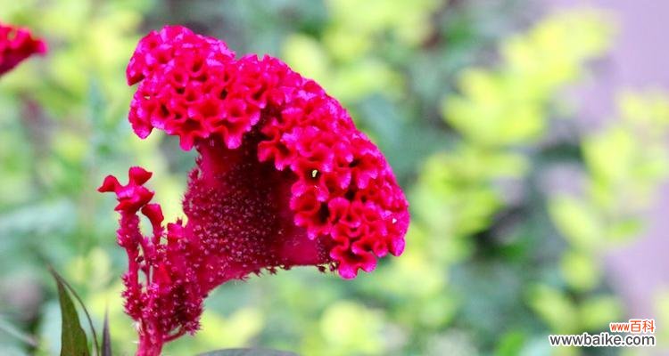 鸡冠花的意义和象征,以及其在不同文化中的传播 鸡冠花的花语——热情与勇气