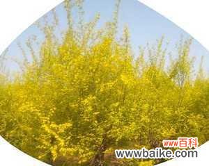 揭开金叶榆的神秘面纱，探寻其深层寓意 金叶榆的寓意与象征意义