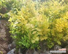 揭开金叶榆的神秘面纱，探寻其深层寓意 金叶榆的寓意与象征意义