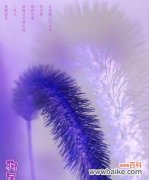 探秘狗尾巴草的花语传情之道 狗尾巴草的花语及其寓意解读