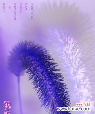 探秘狗尾巴草的花语传情之道 狗尾巴草的花语及其寓意解读