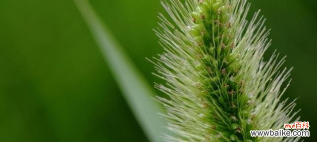 探索狗尾草花语的深度与神秘 狗尾草的花语之美