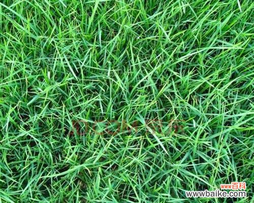 探索狗牙根包衣的历史 狗牙根包衣的意义与作用