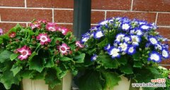 探寻瓜叶菊的神秘花语 瓜叶菊的花语及其寓意