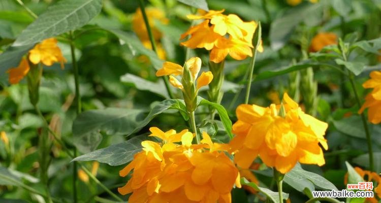 解读“以冠径”的真正内涵与价值 探索以冠径的意义与作用