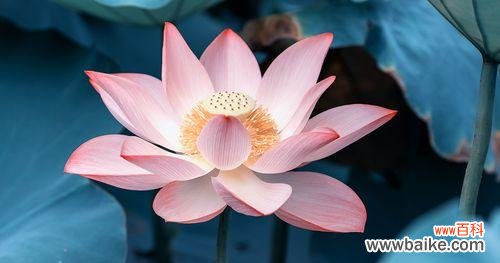 荷花的美丽与寓意 荷花的花语与意义