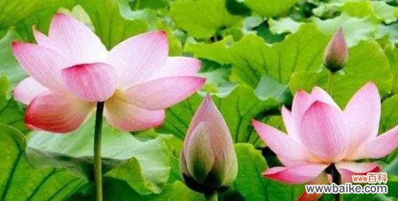 探寻荷花在文化中的独特价值 荷花的象征意义及其美丽之处