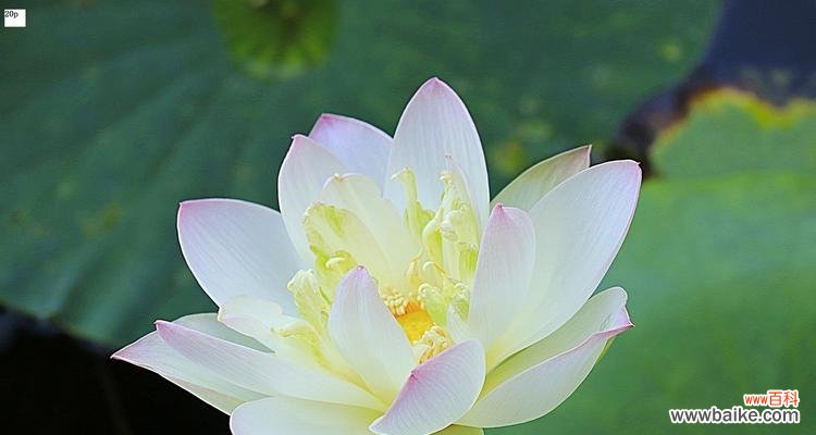 从清净、纯洁到勇敢、坚强 荷花的象征意义