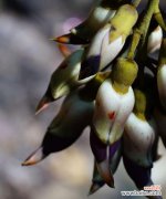 禾雀花的花语及其象征意义探秘 禾雀花的花语之美——传递爱与希望的使者