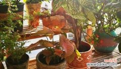 揭示合果芋在传统文化中的重要地位及象征意义 合果芋的花语及其寓意