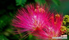 合欢花语的深刻寓意和传承之美 合欢花