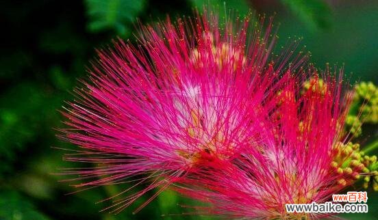 合欢花语的深刻寓意和传承之美 合欢花